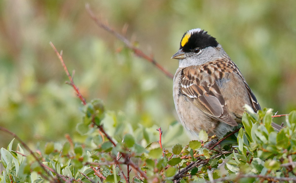 Golden-crowned Sparrow_J4X7833
