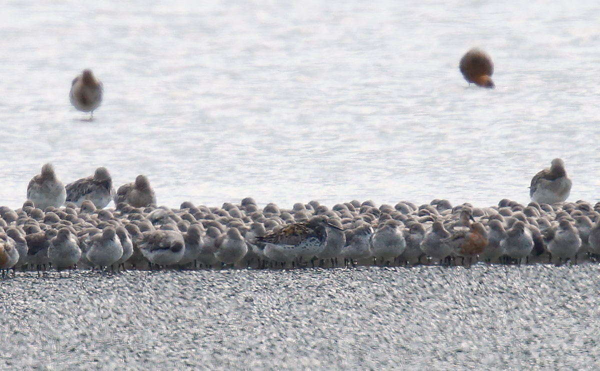 Great Knot_J4X2941