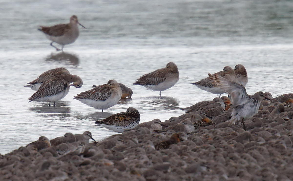 Great Knot_J4X3005