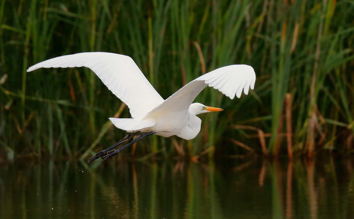 Great Whiet Egret_J4X3144