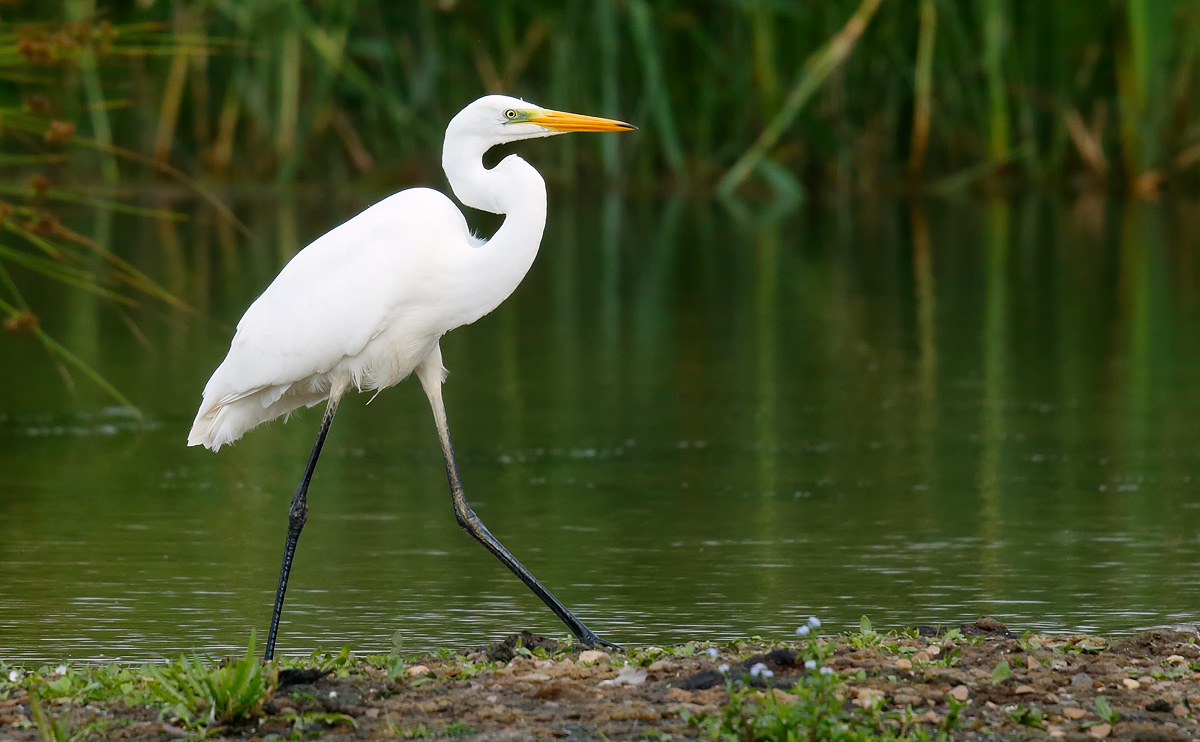 Great White Egret_J4X3113