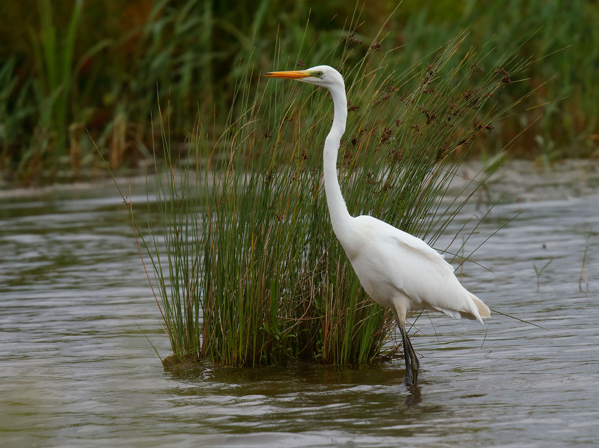Great White Egret_J4X3216