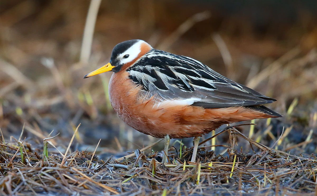 Grey Phalarope_J4X0258