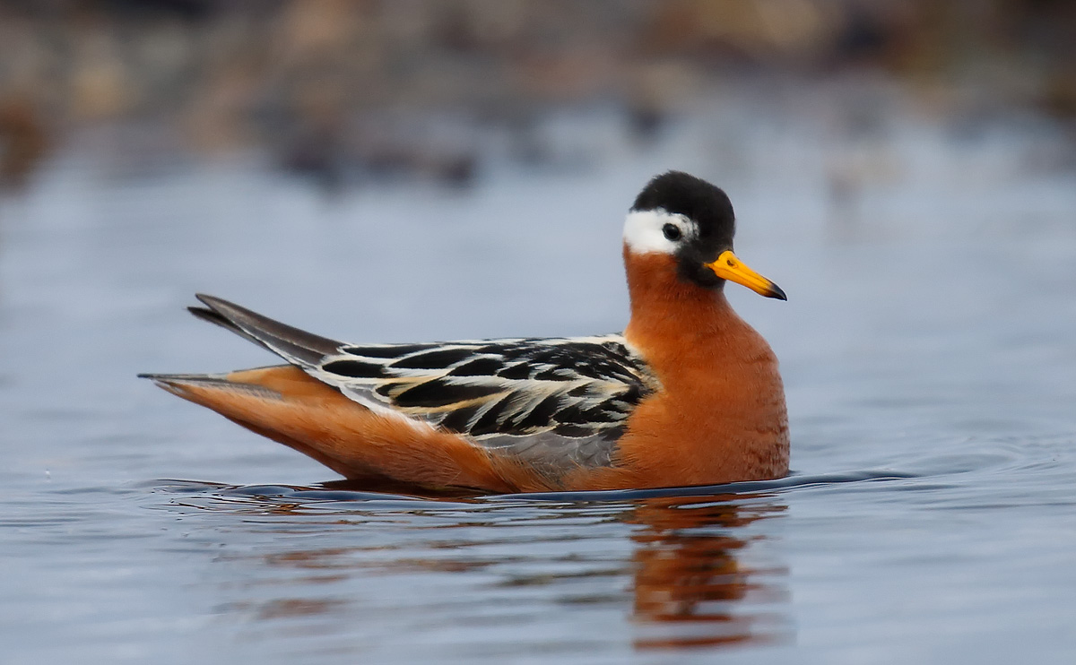 Grey (Red) Phalarope_J4X1586