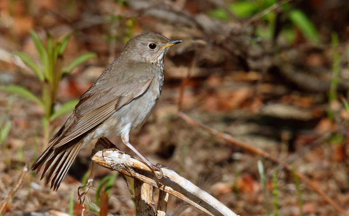 Grey-cheeked Thrush_J4X8529