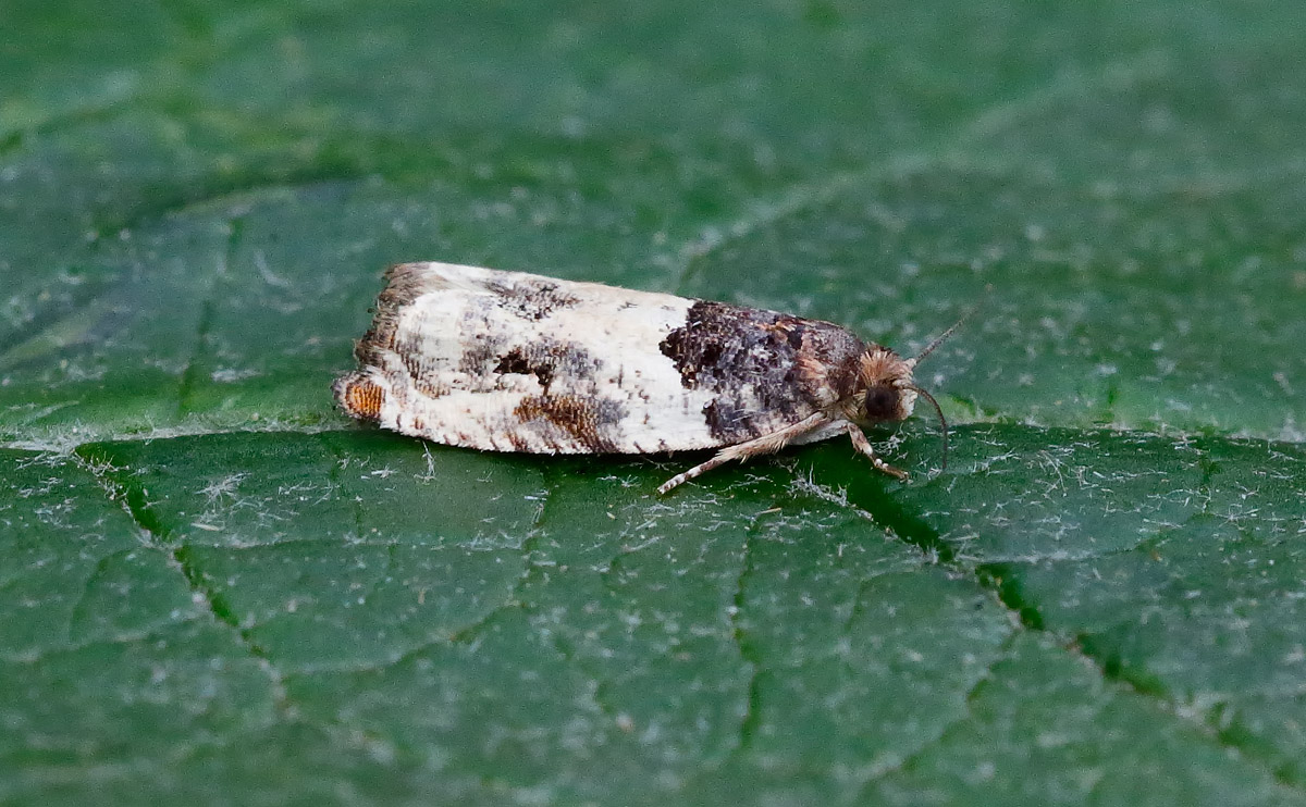 Gypsonoma dealbana _J4X4054