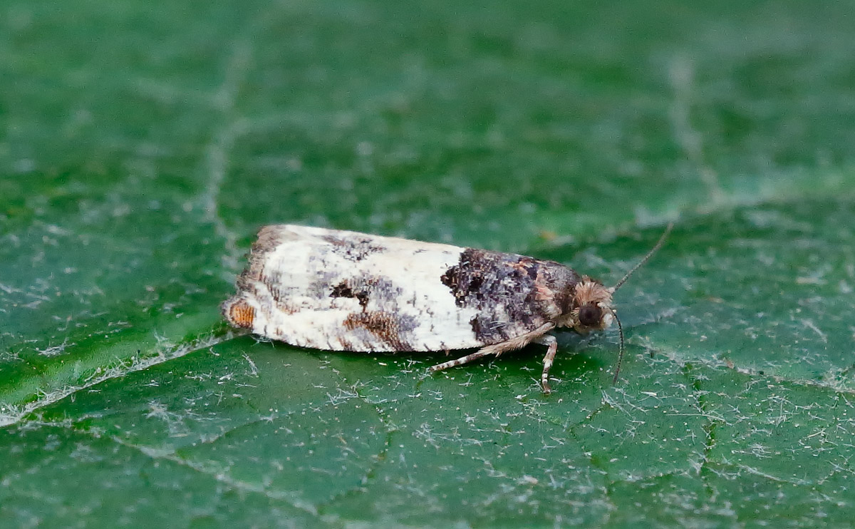 Gypsonoma dealbana_J4X4058