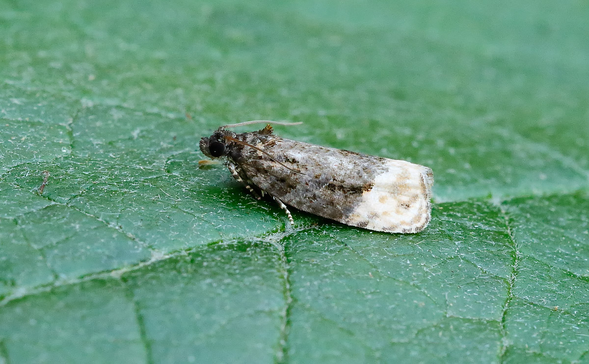 Hedya ochroleucana_J4X4020