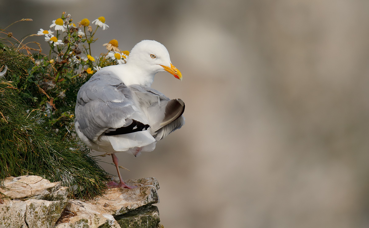 Herring Gull_J4X4141