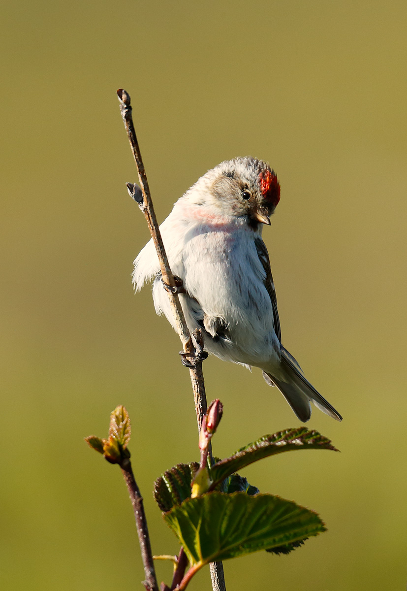 Hoary Redpoll_J4X8470