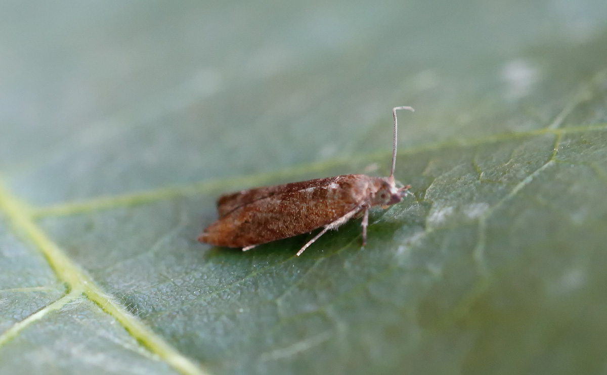 Holly Tortrix_J4X3953