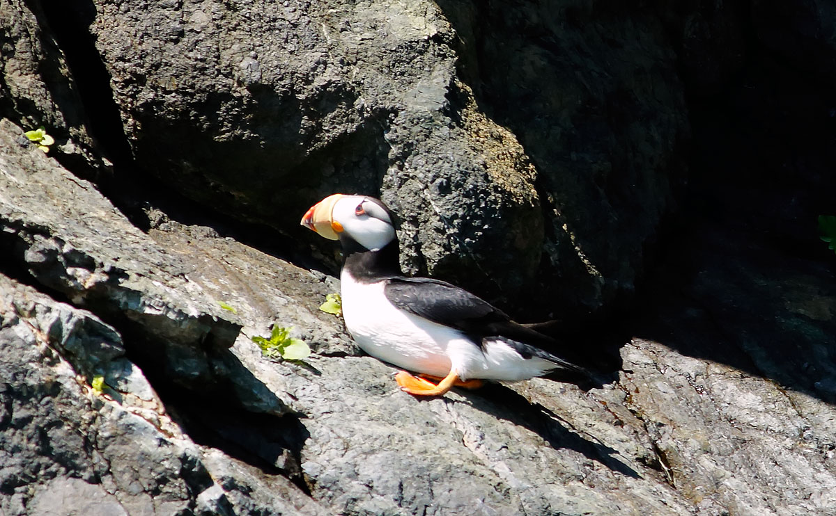 Horned Puffin _J4X9162