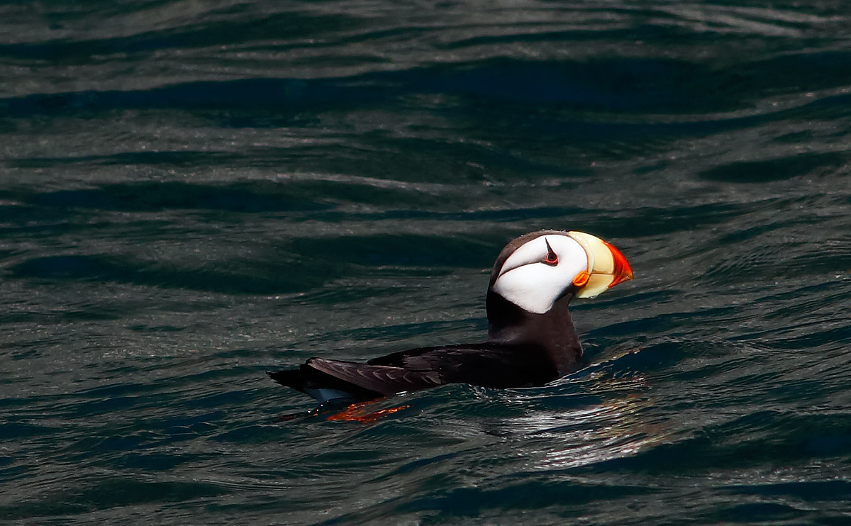 Horned Puffin _J4X9183