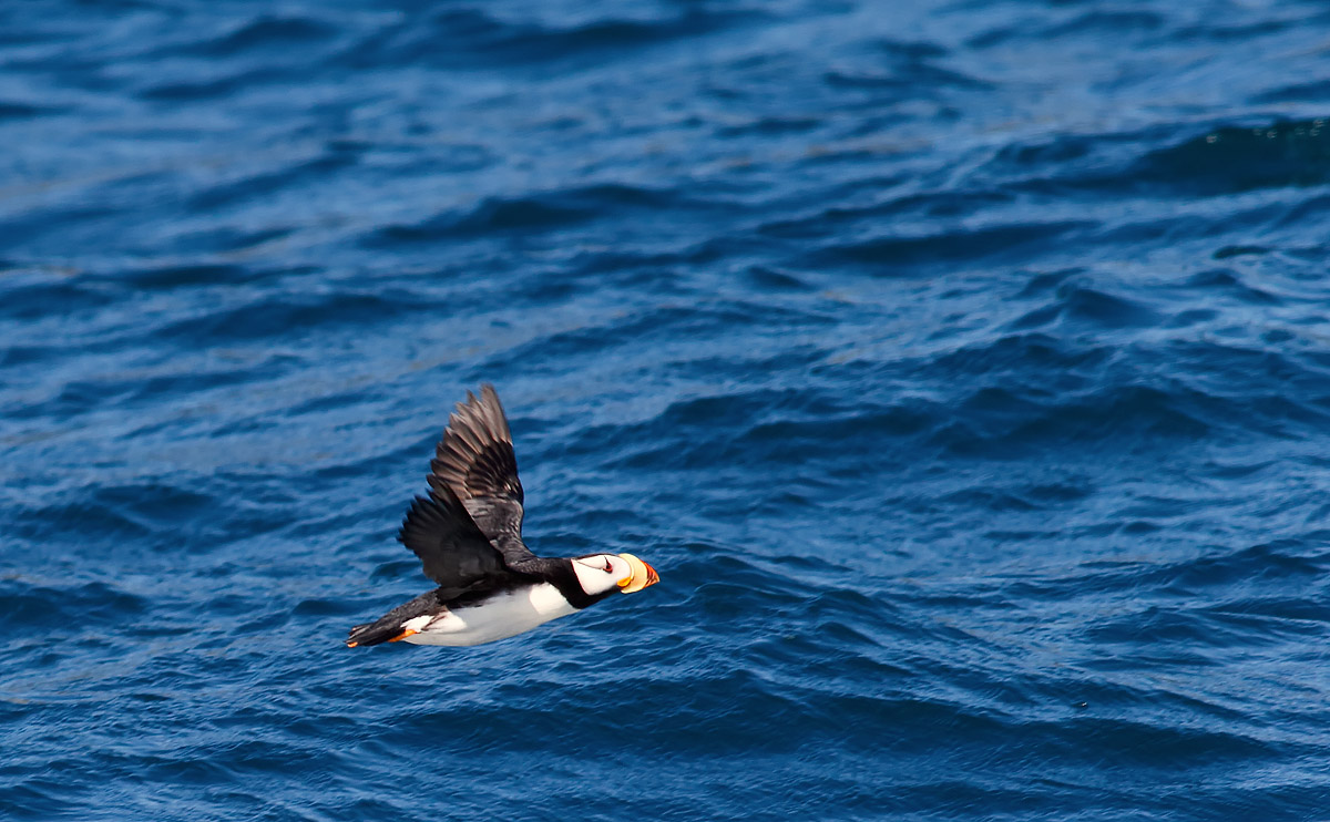 Horned Puffin_J4X8810