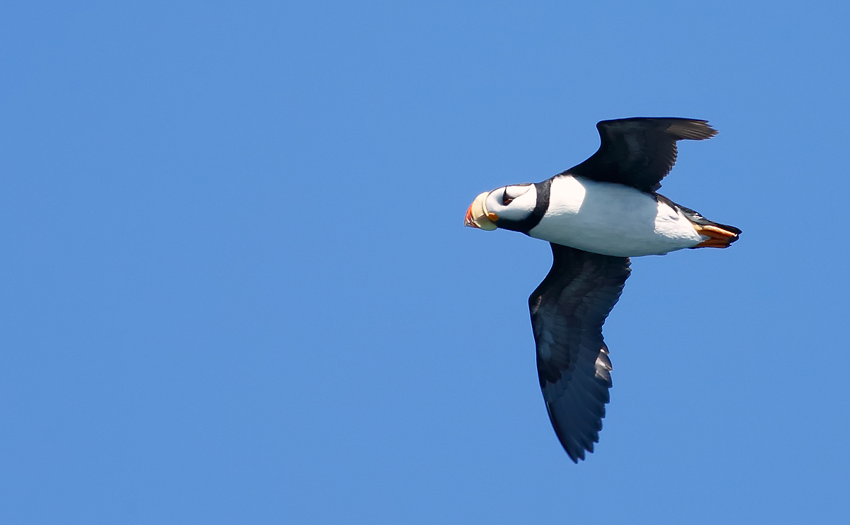 Horned Puffin_J4X8998