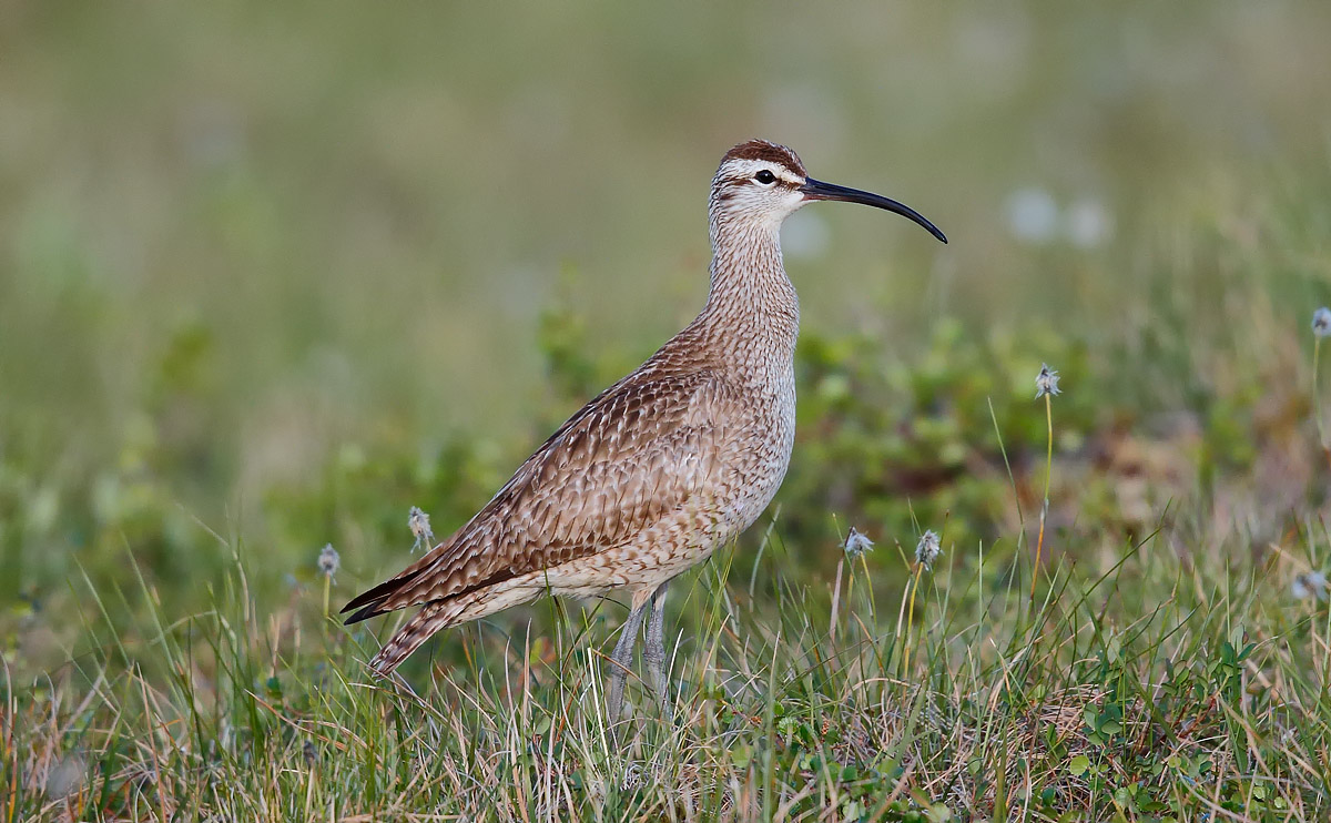 Hudsonian Whimbrel_J4X2354