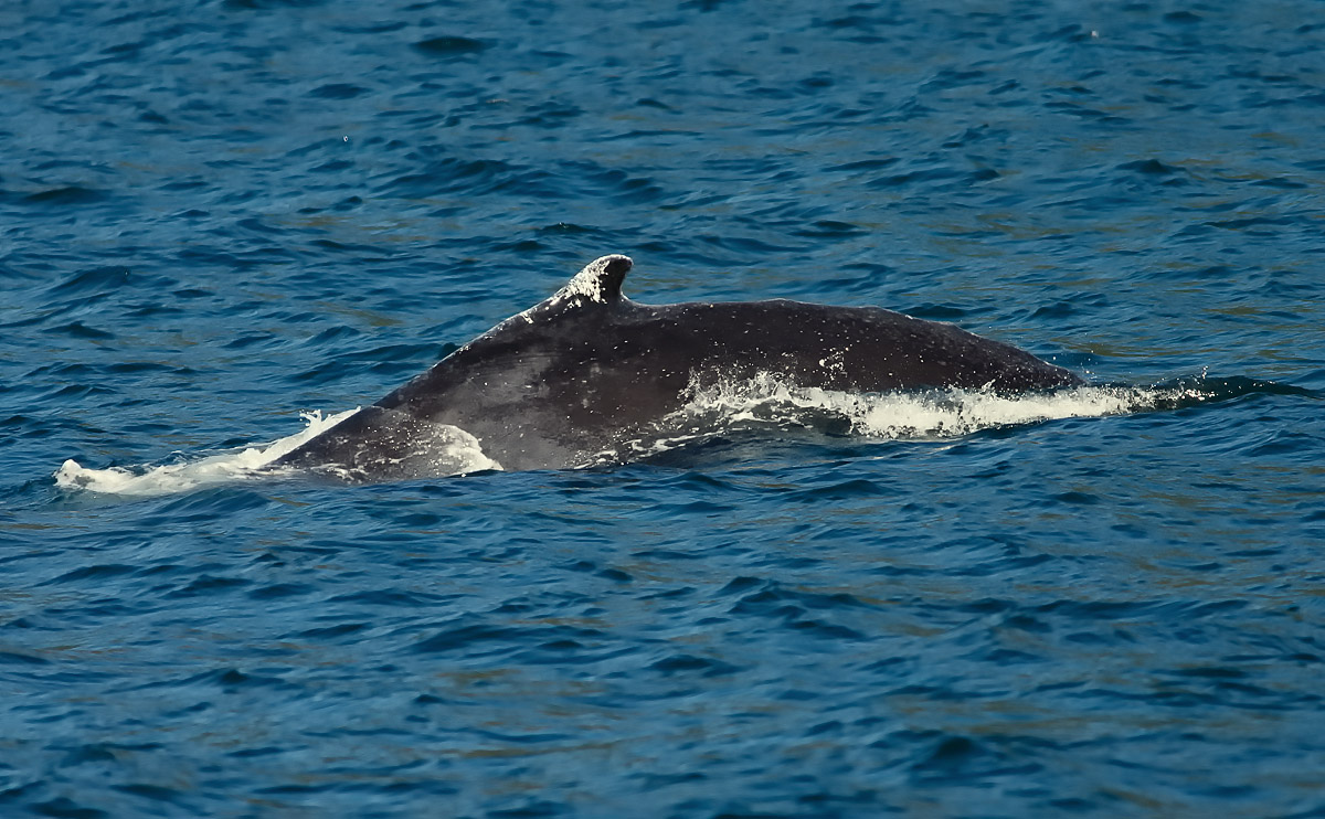 Hump-back Whale_J4X9231