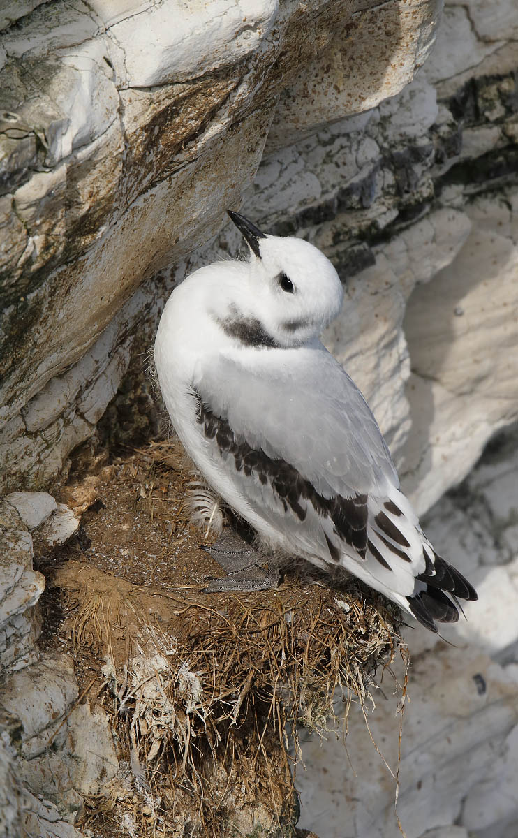 Kittiwake Juv_J4X4146