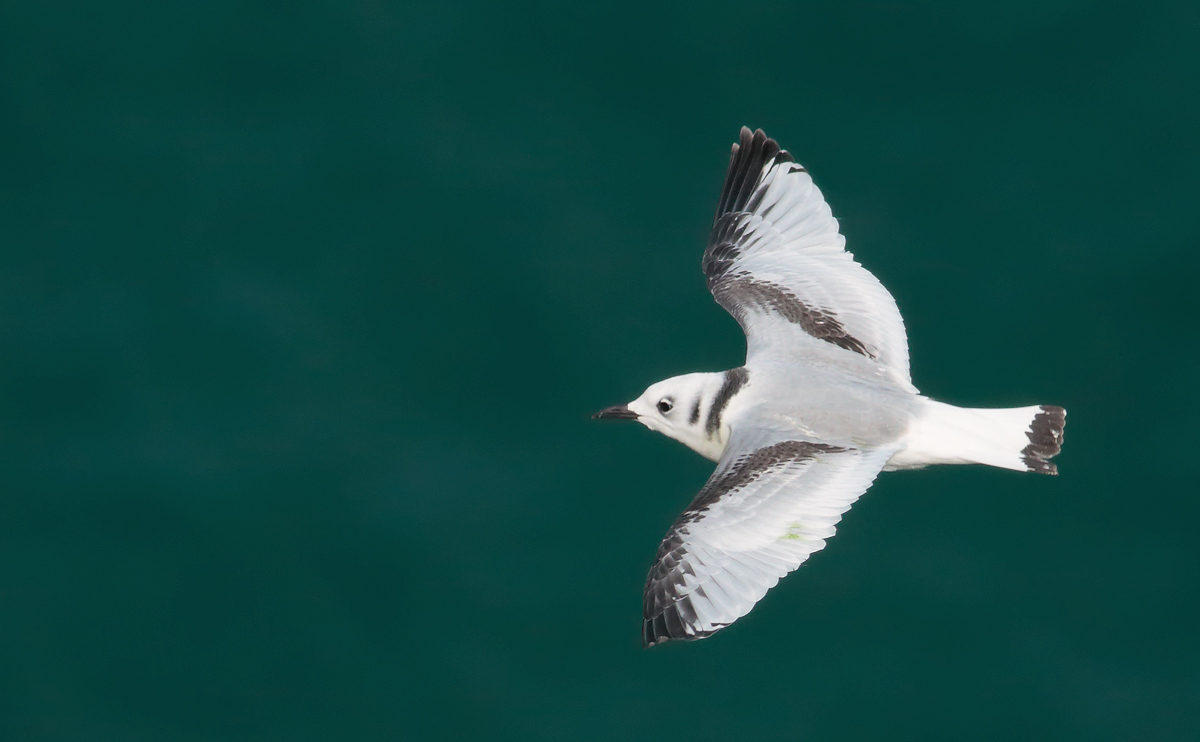 Kittiwake juv_S1Q6057