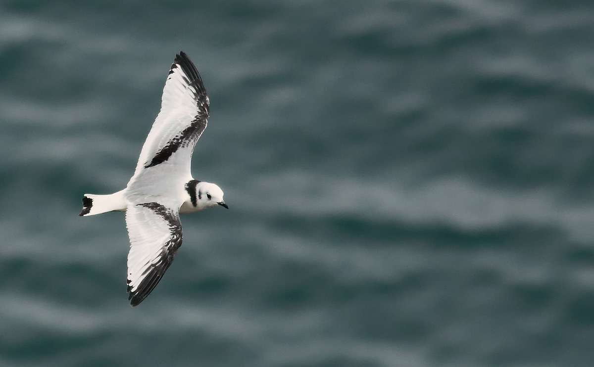Kittiwake juv_S1Q6094