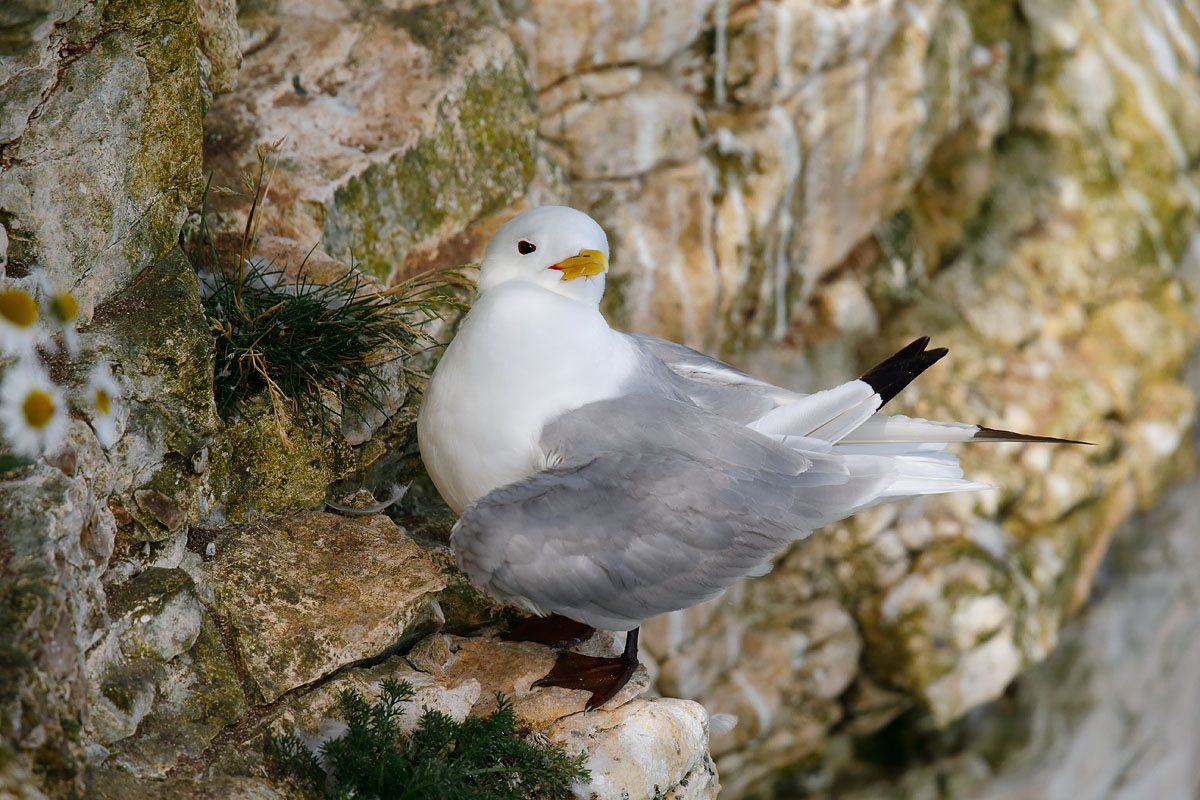Kittiwake_J4X4133