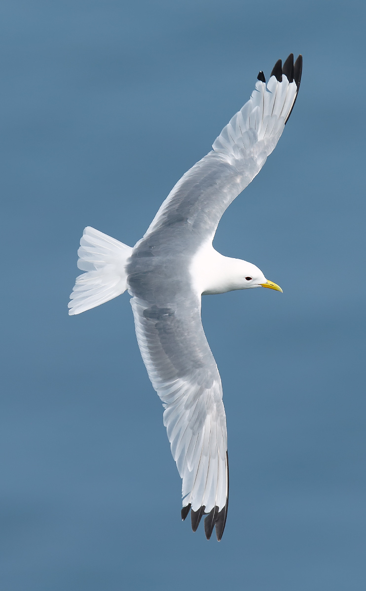 Kittiwake_J4X4172