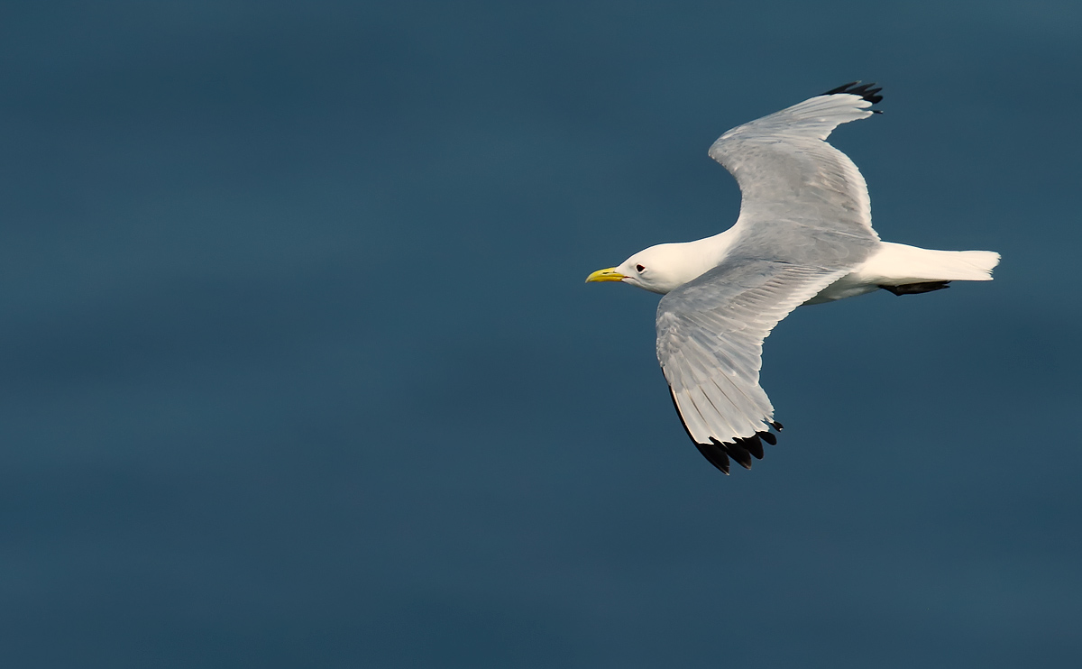 Kittiwake_J4X4233