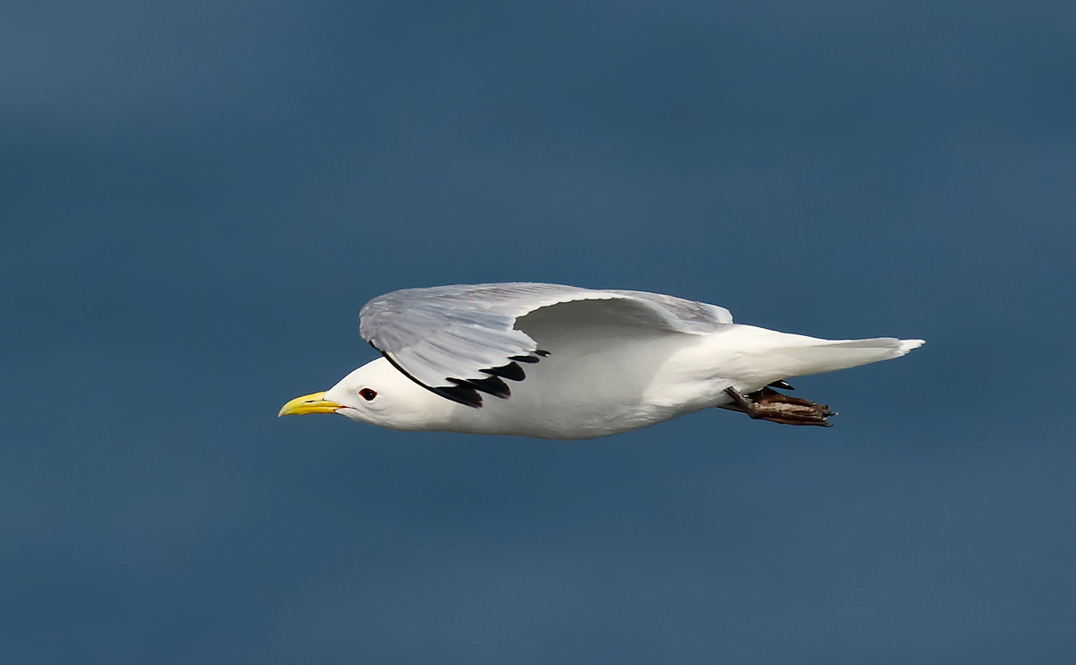 Kittiwake_J4X4235