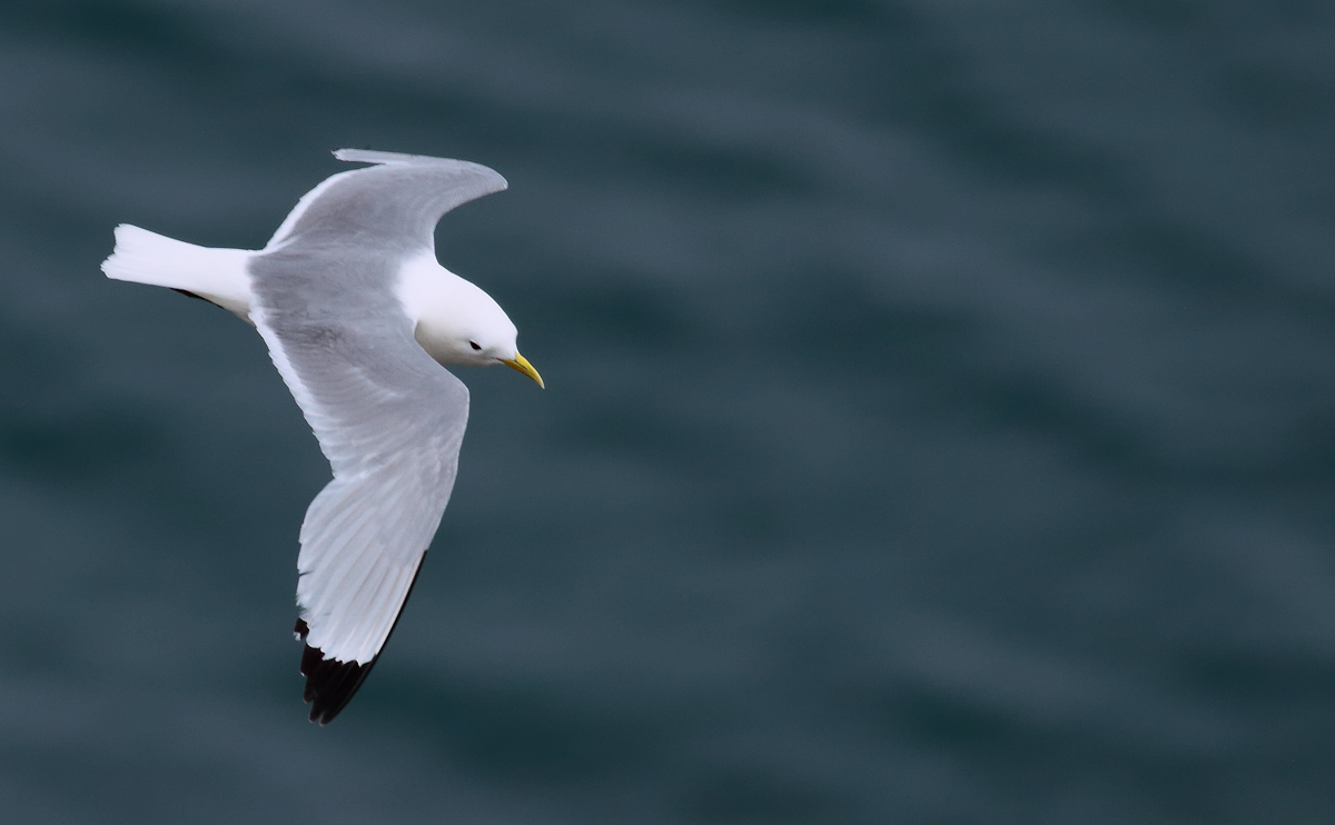 Kittiwake_S1Q6130