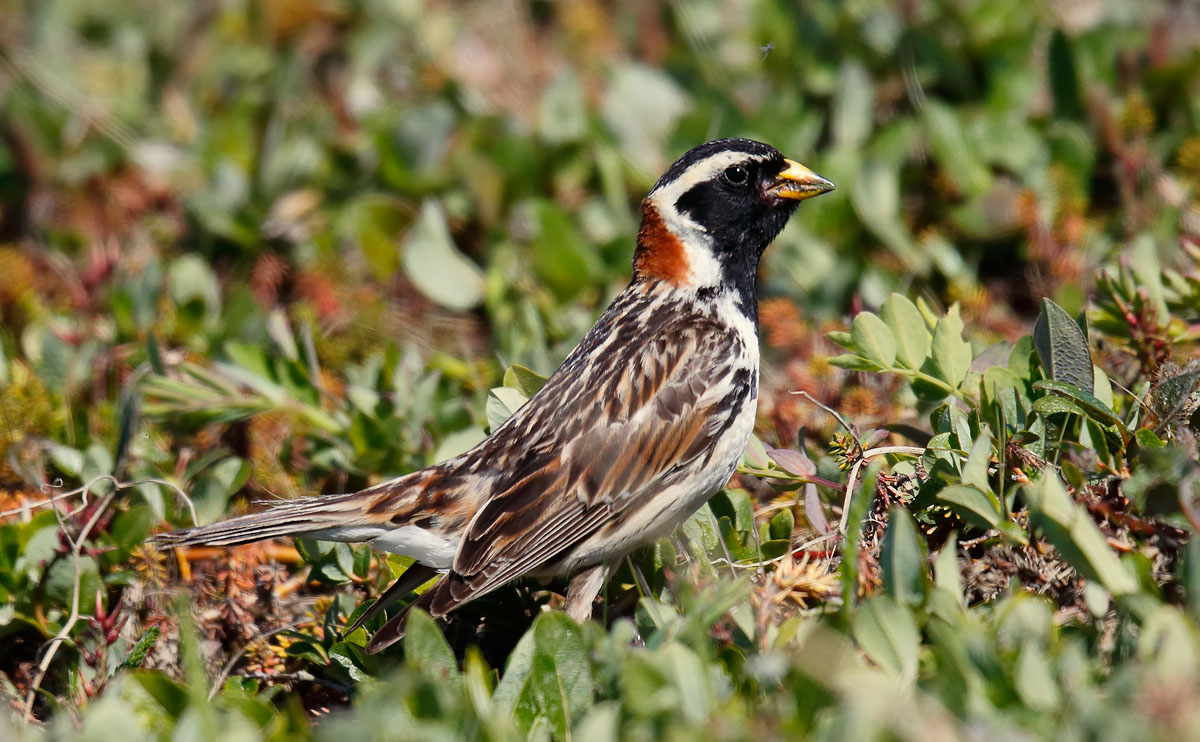 Lapland Bunting_J4X6419