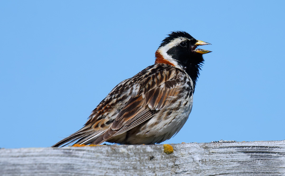 Lapland Bunting_J4X6455