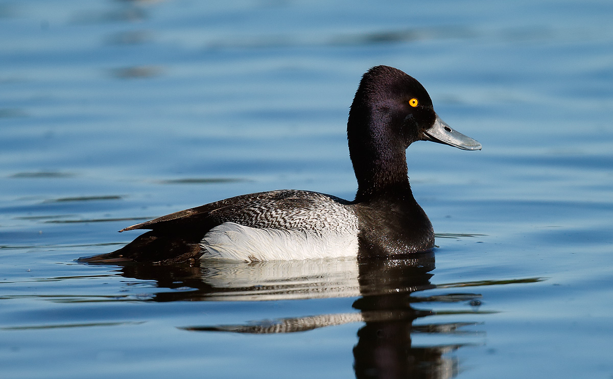 Lesser Scaup_J4X9912