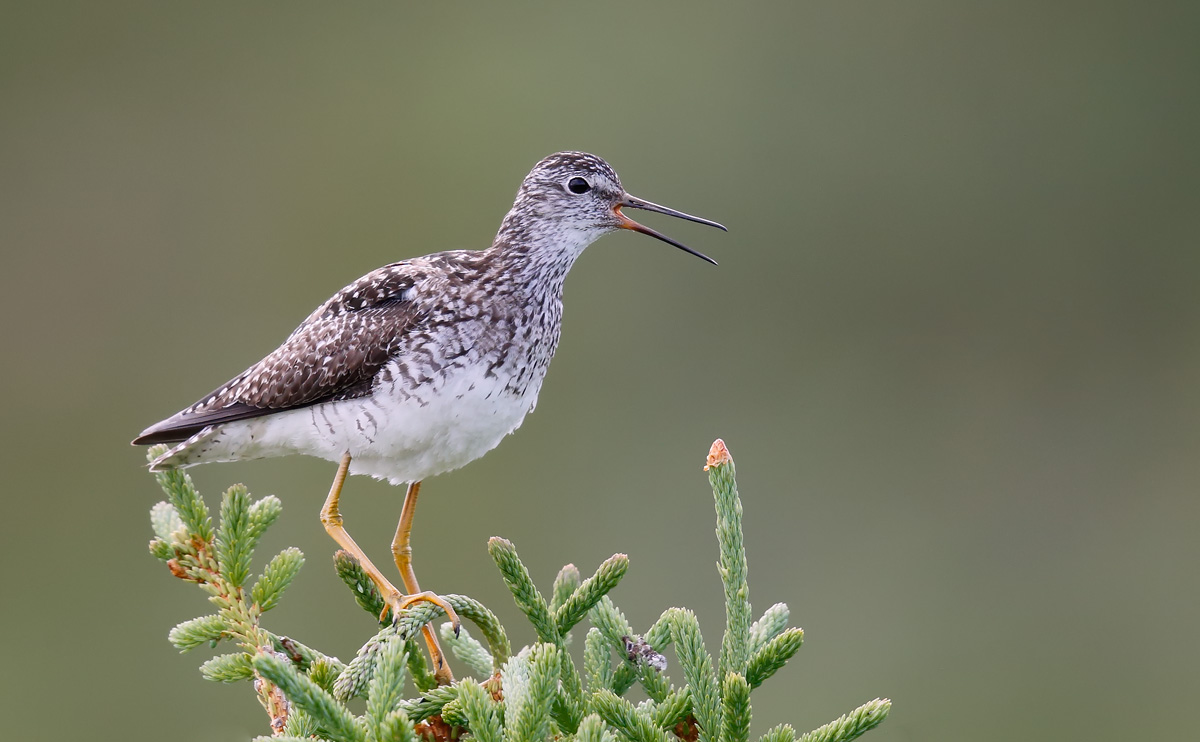 Lesser Yellowlegs_J4X2707