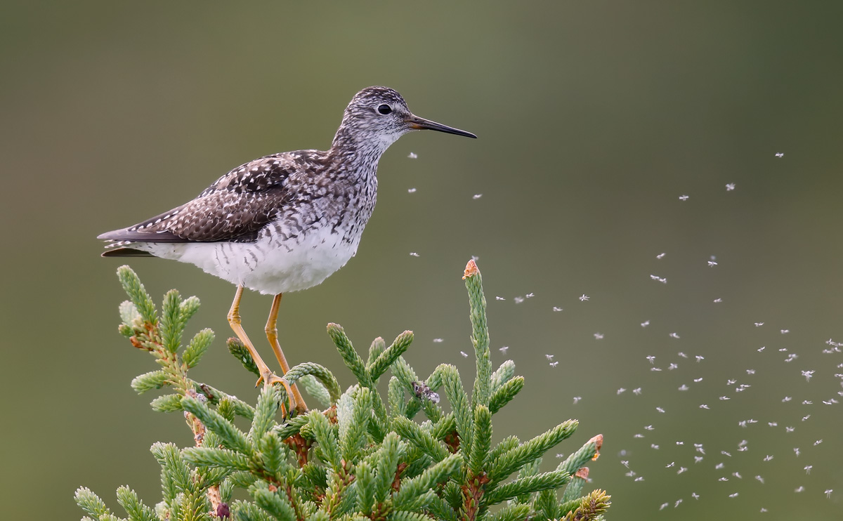 Lesser Yellowlegs_J4X2714