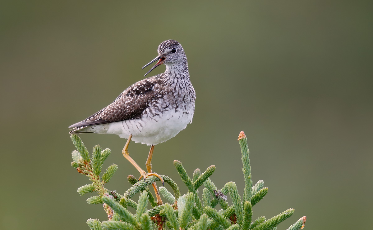 Lesser Yellowlegs_J4X2719