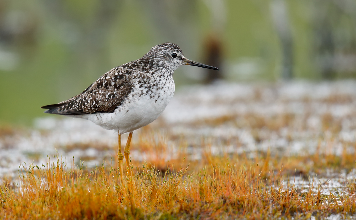 Lesser Yellowlegs_J4X2779