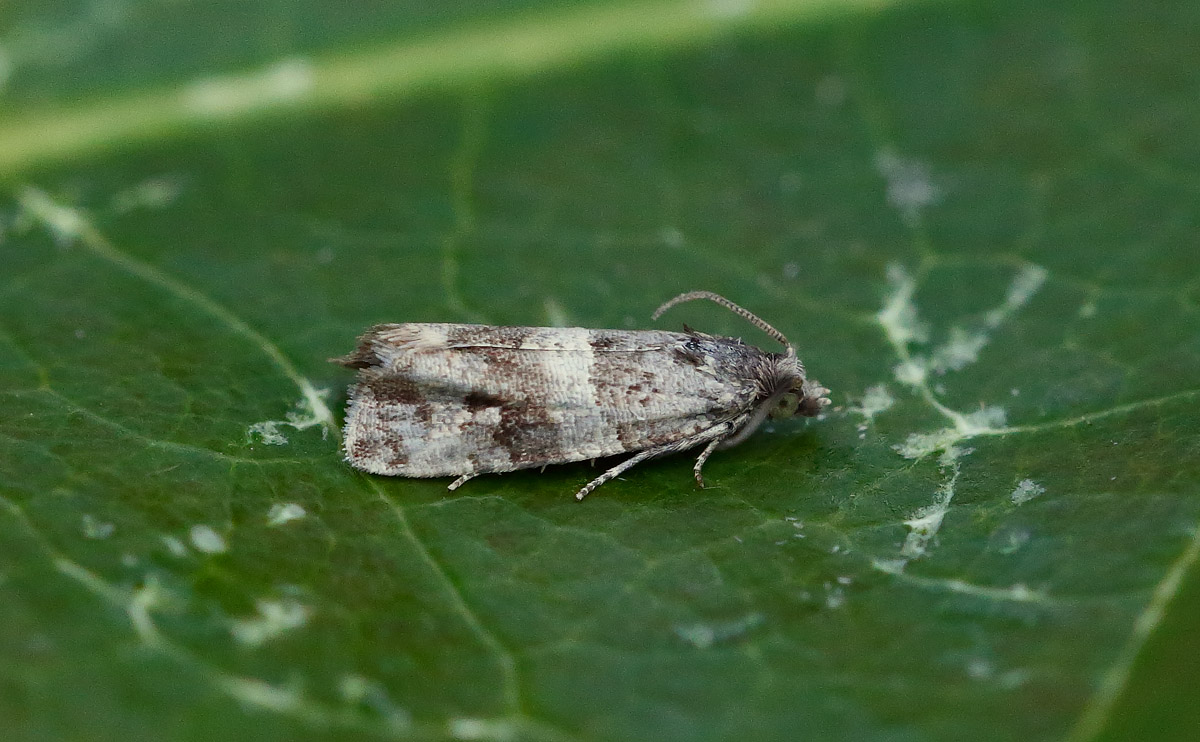 Lobesai abscisana_J4X3821