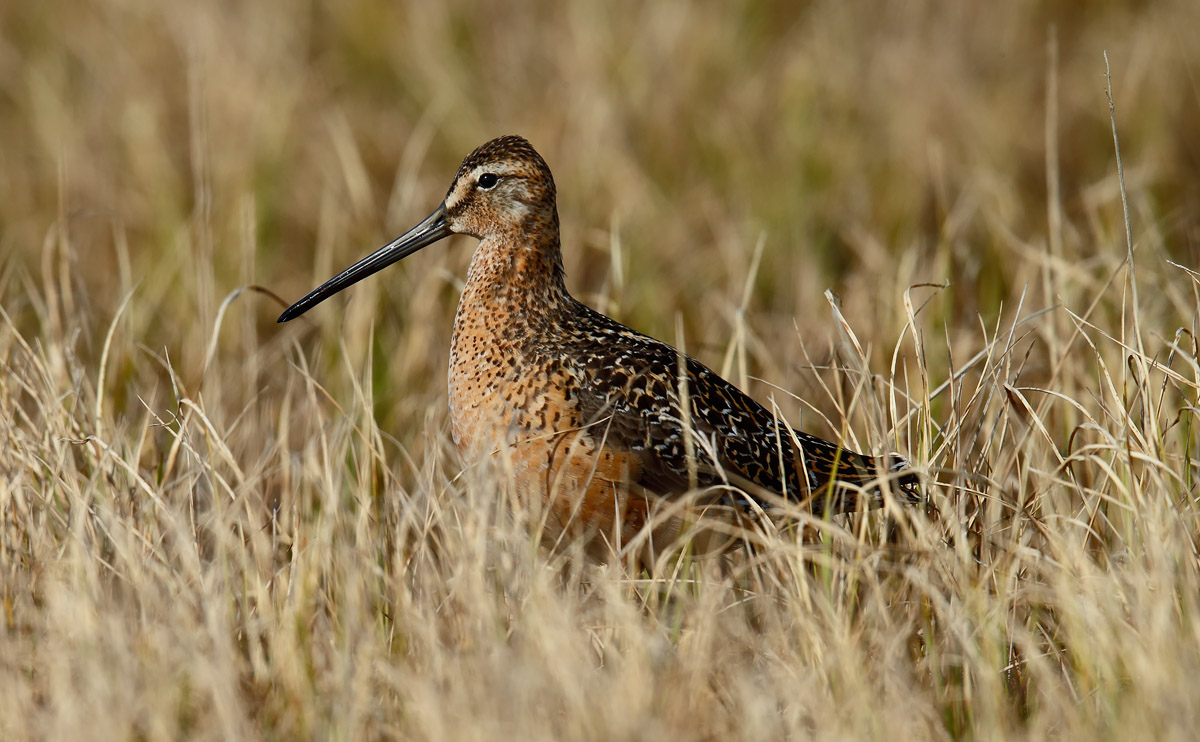 Long-billed Dowitcher_J4X0635