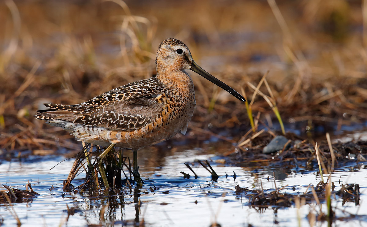 Long-billed Dowitcher_J4X0771