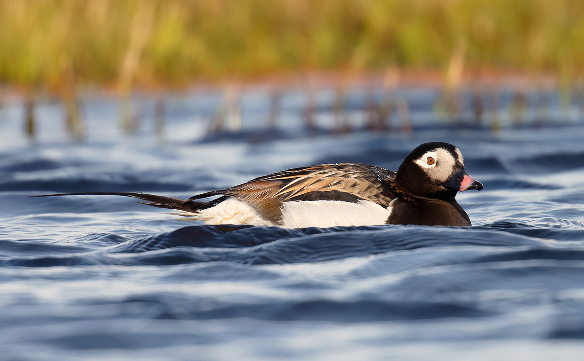 Long-tailed Duck_J4X0460