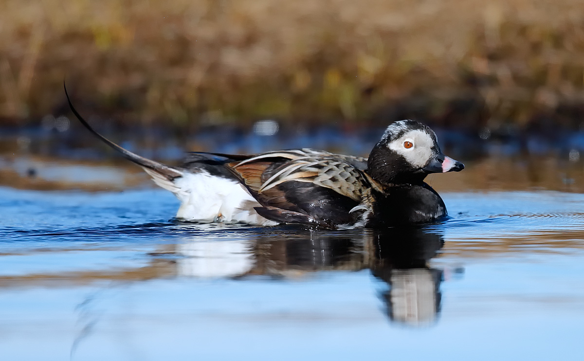 Long-tailed Duck_J4X2204