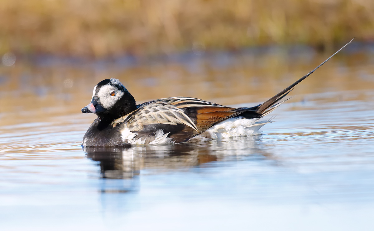 Long-tailed Duck_J4X2244