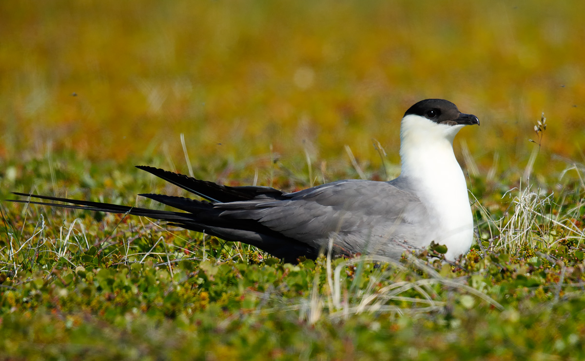 Long-tailed Skua_J4X6372