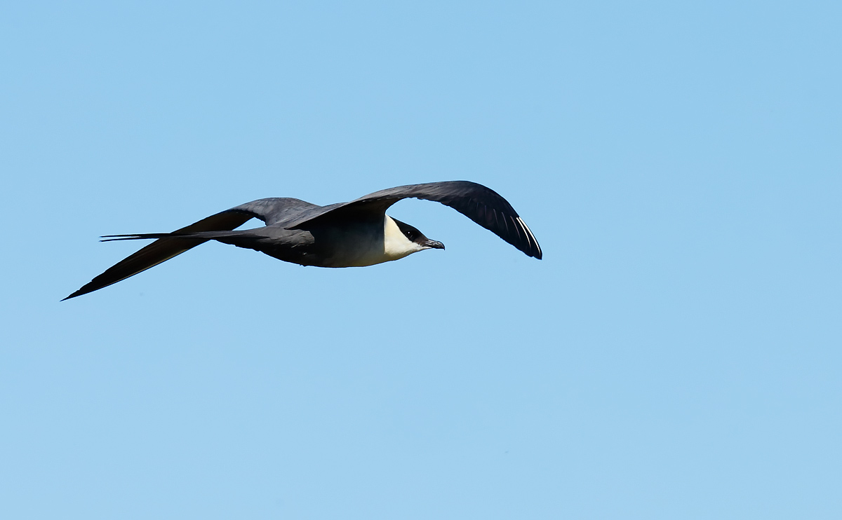 Long-tailed Skua_J4X6394