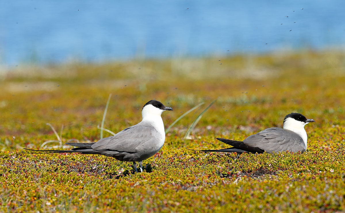 Long-tailed Skua_J4X6401