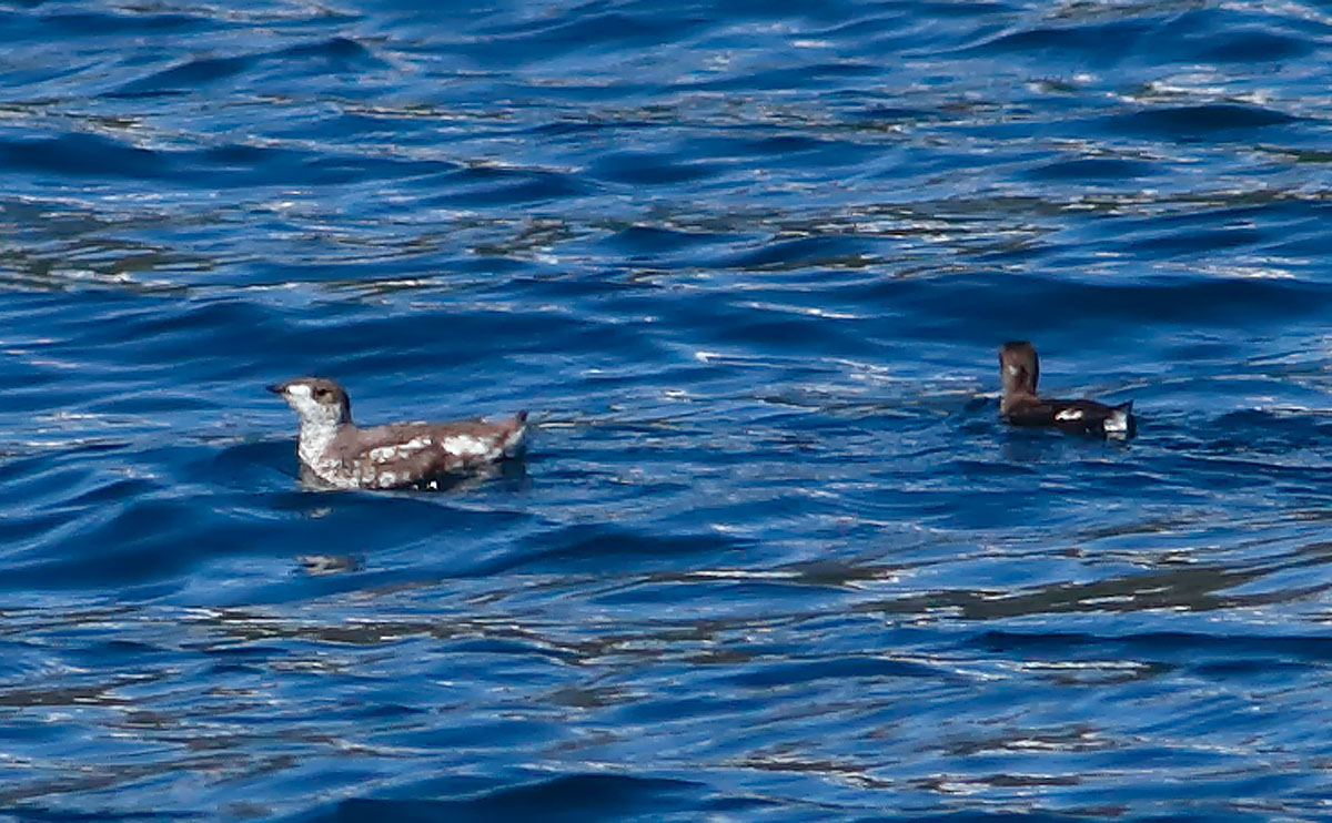 Marbled Murrelet_J4X9257