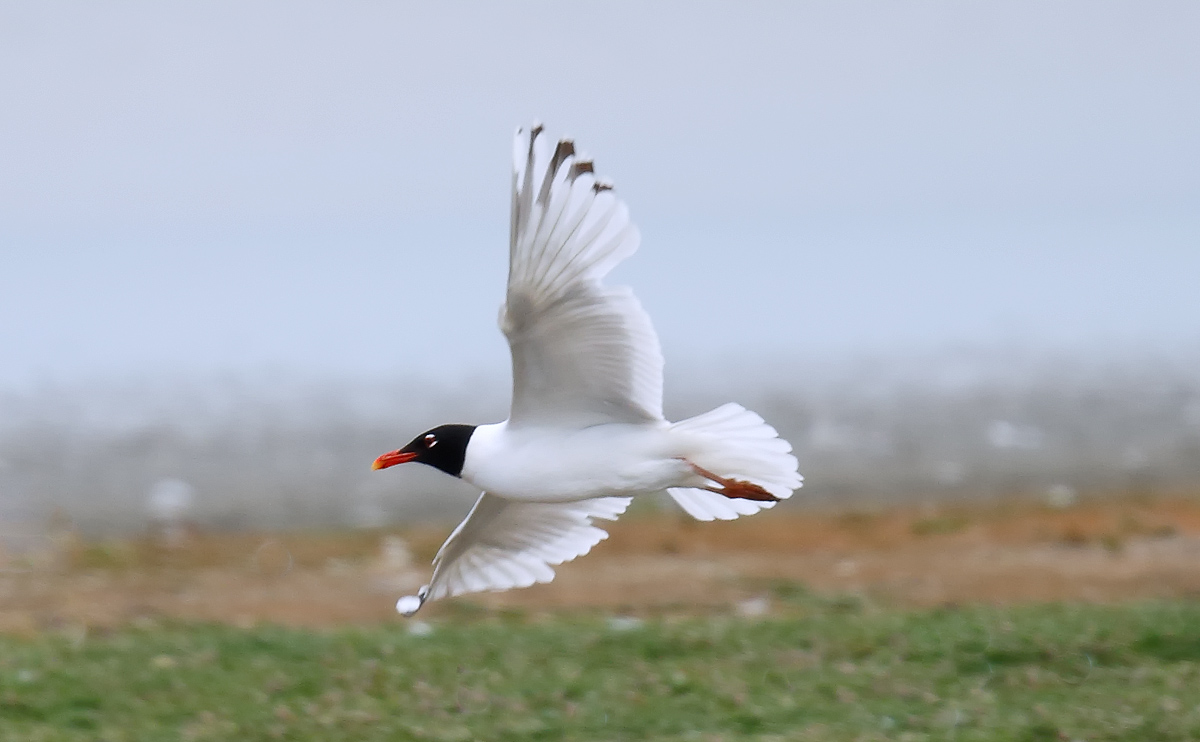 Mediterranean Gull_J4X3048