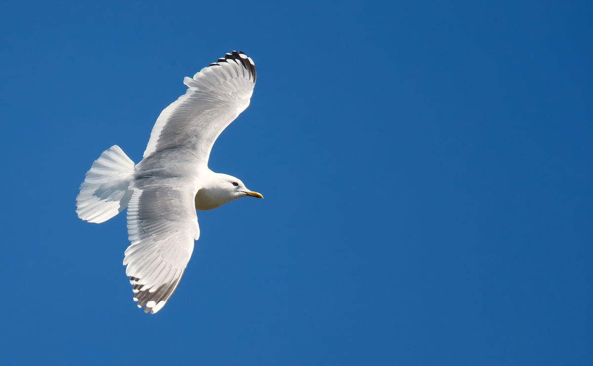 Mew Gull_J4X6252