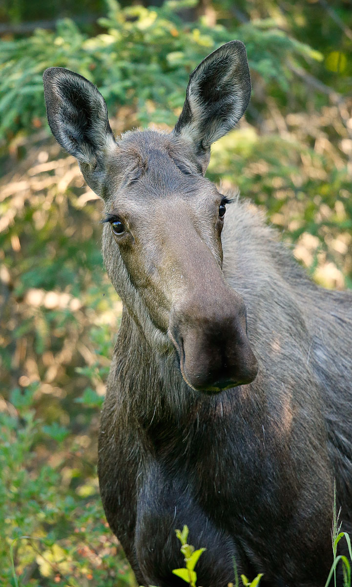 Moose_J4X9971