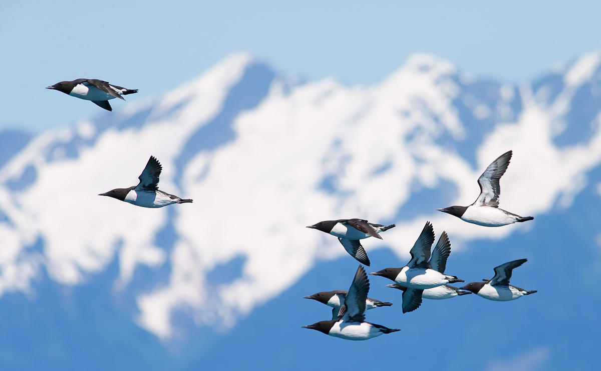 Murres _J4X9132